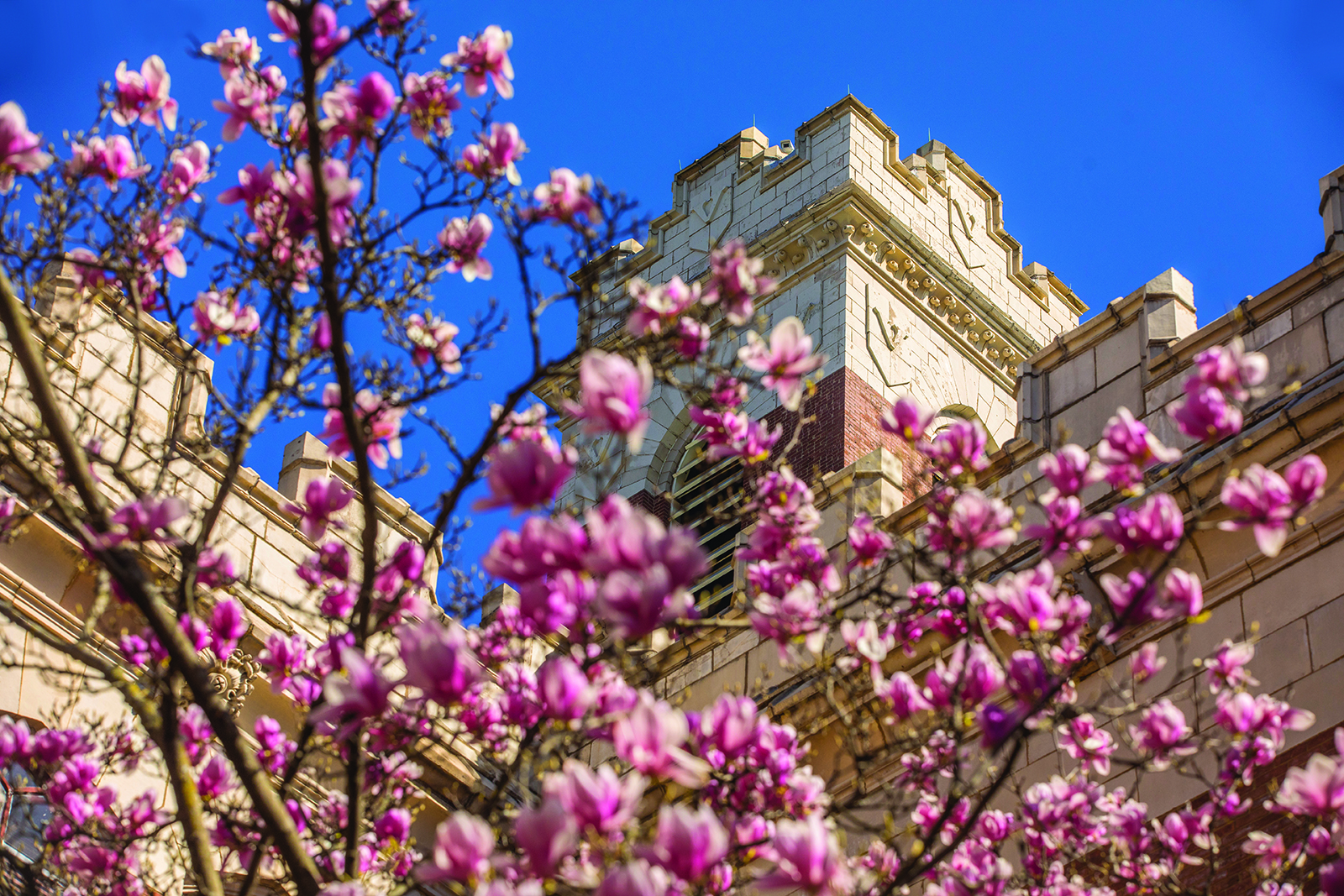 Tulip poplar trees in front of Kirkland Hall