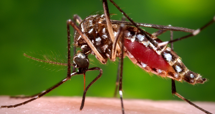 Vanderbilt researchers find warming quickens aging-related mortality in mosquitoes