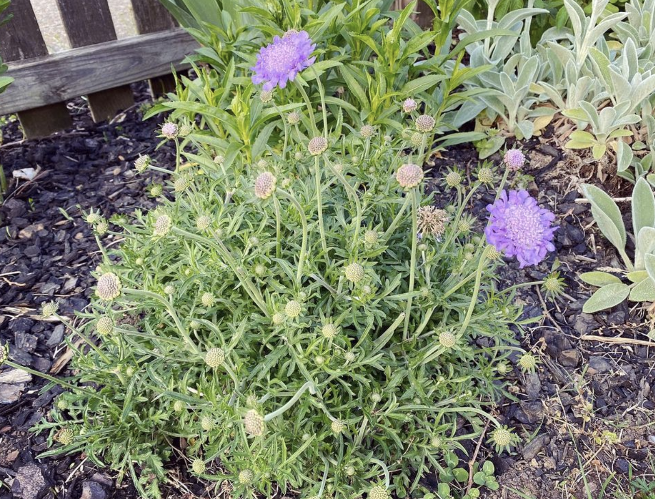 Pincushions (scabiosa)