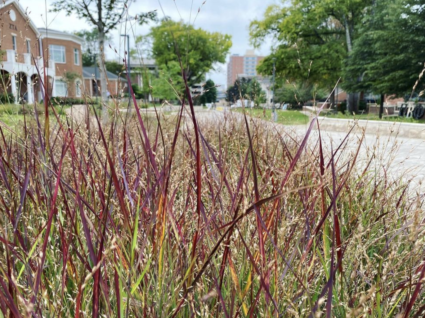 Switchgrass (panicum virgatum)