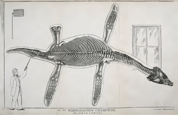 Restoring Vanderbilt’s Natural History Museum: Rediscovering the lost plesiosaur (cast)