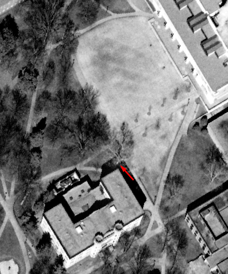 Curry Field and the champion sugarberry, c.1997