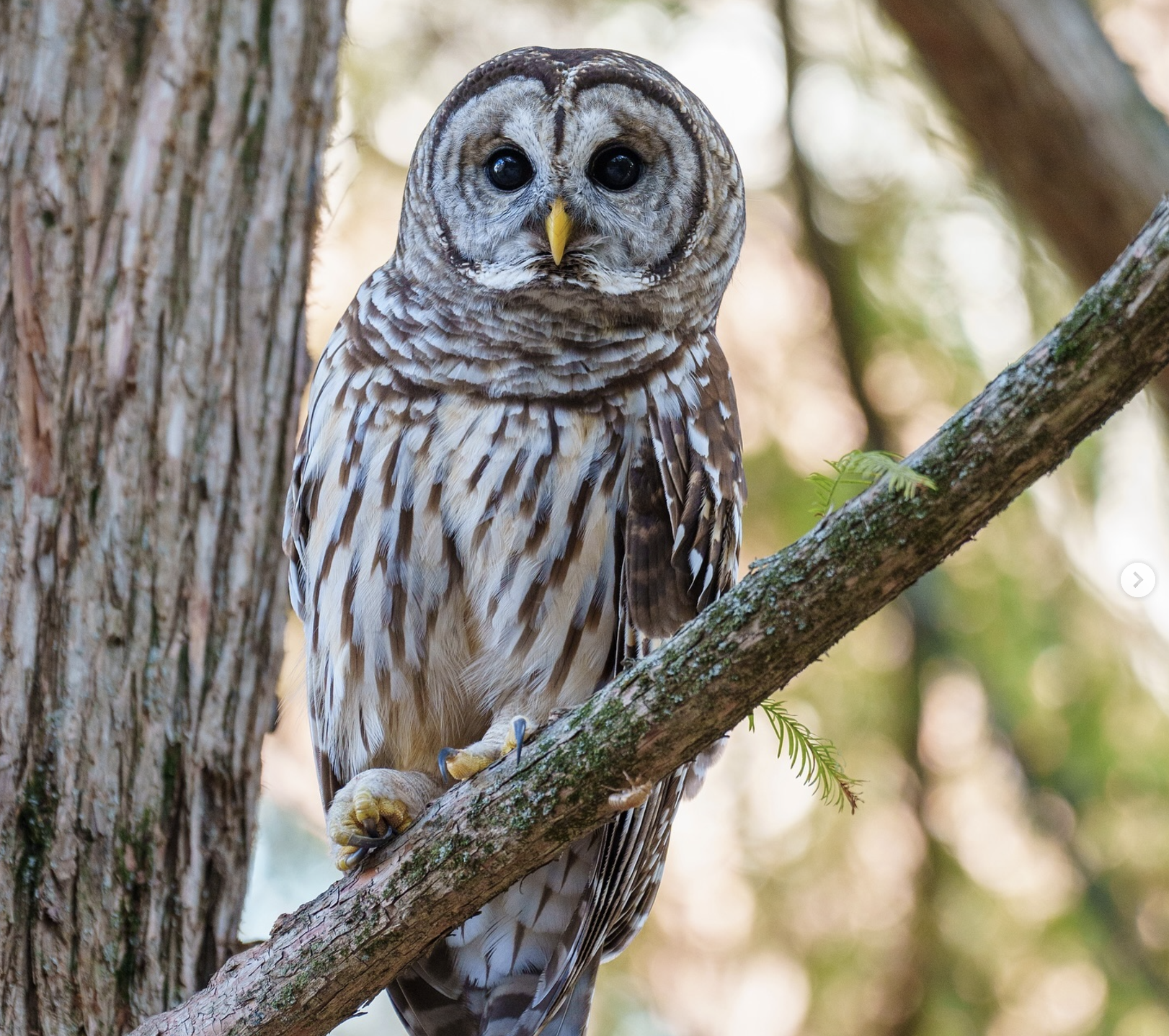An owl seen on Vanderbilt's campus. 