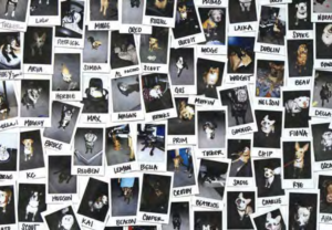 Pet pictures abound at Rover’s Seattle headquarters.