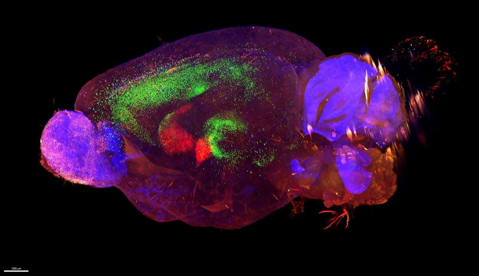 Image shows synaptic connections in the brain of a mouse.