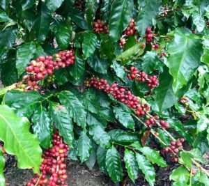 Pictured: Coffee Cherries growing in Honduras