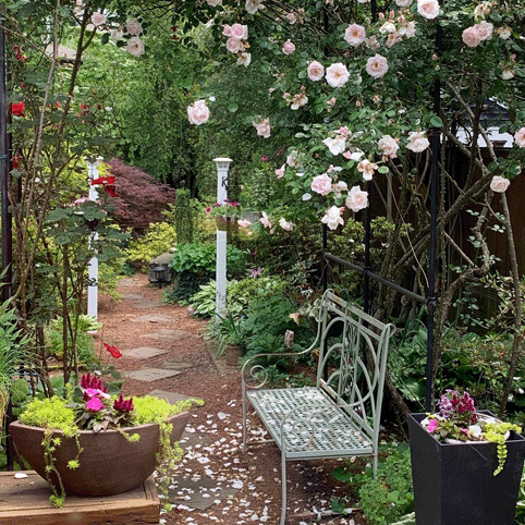 Garden pathway with blooming roses, lush greenery, potted plants, and a decorative metal bench under an arbor.