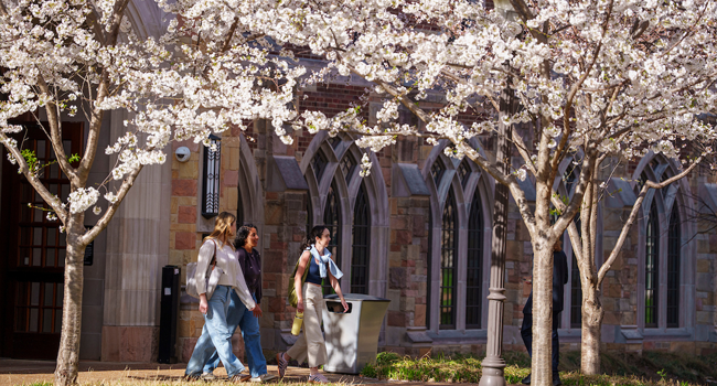 Blooming cherry blossom trees lining a walkway, framing students walking by.