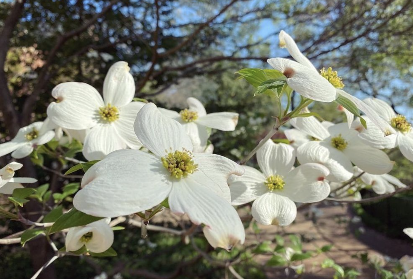 Dogwood (cornus)