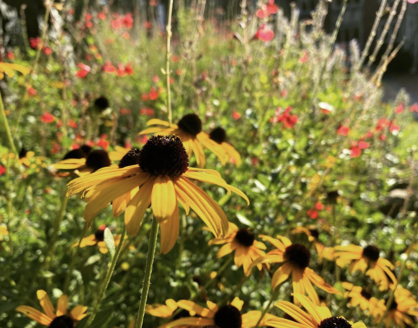 Black Eyed Susan (rudbeckia hirta)