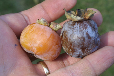 persimmon fruit
