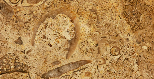 Vanderbilt University