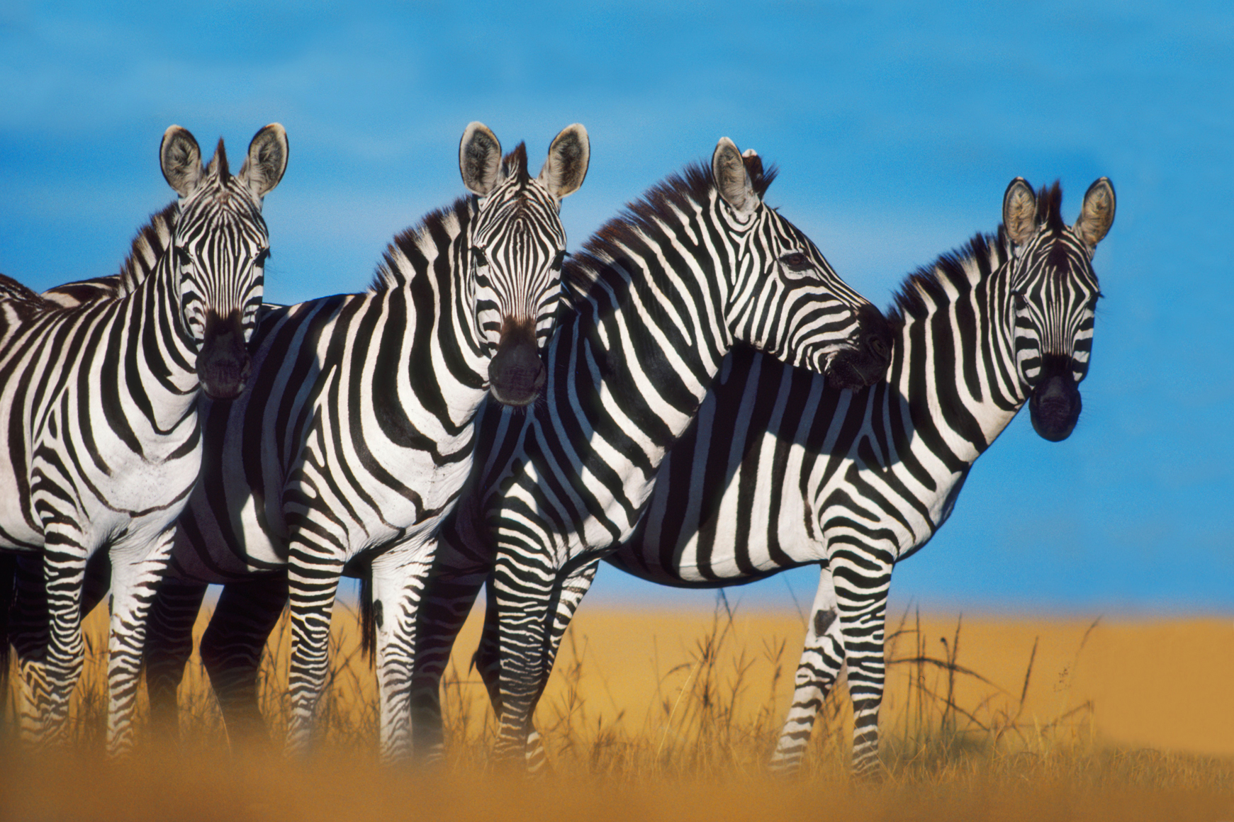 Zebras