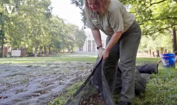 Gina Sowders, a reforestation unit leader at the Tennessee Department of Agriculture’s forestry division, is collecting acorns from Vanderbilt's white oaks.