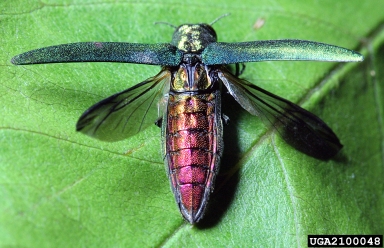 emerald ash borer adult with wings spread