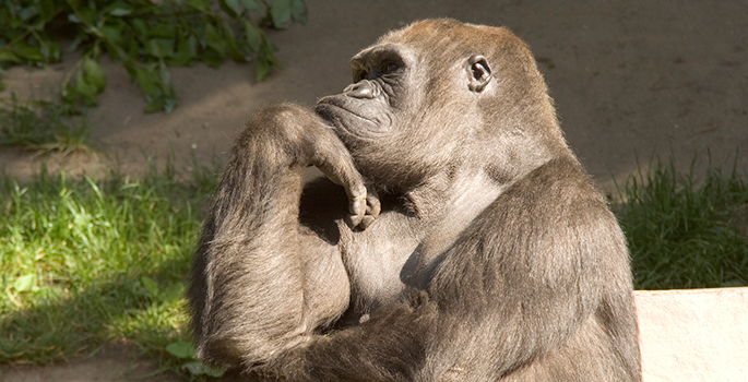Gorilla appearing to be deep in thought