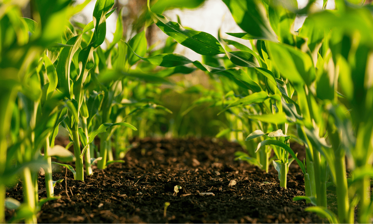 Soil Governance and Private Property Feature