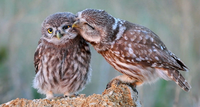 Vanderbilt University