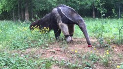 A giant anteater at the Nashville Zoo reaches for its treat.