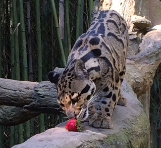 A clouded leopard at the Nashville Zoo.