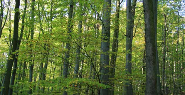 Vanderbilt University