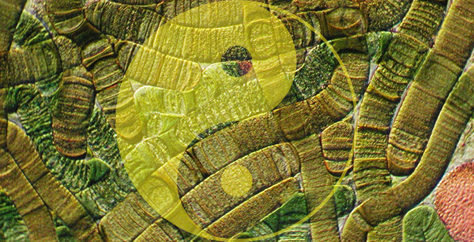 Vanderbilt University