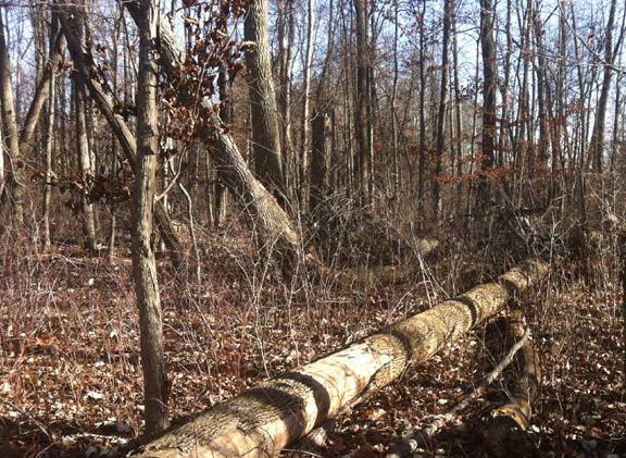Damage in northwestern Ohio, 2015