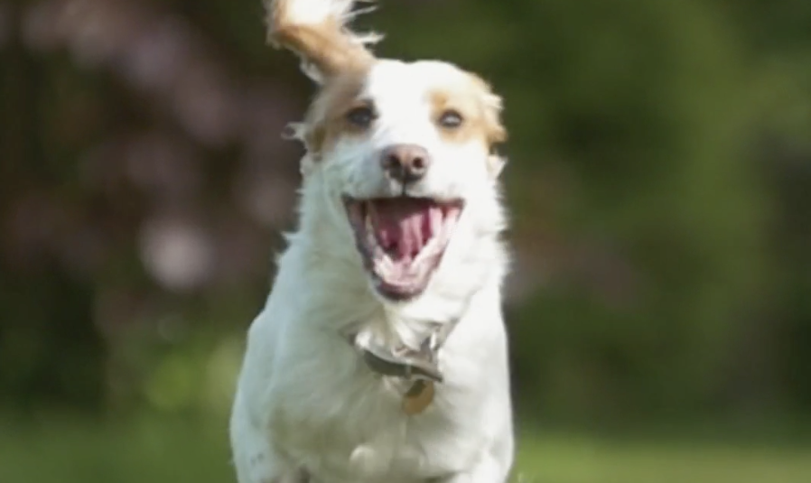 Vanderbilt University