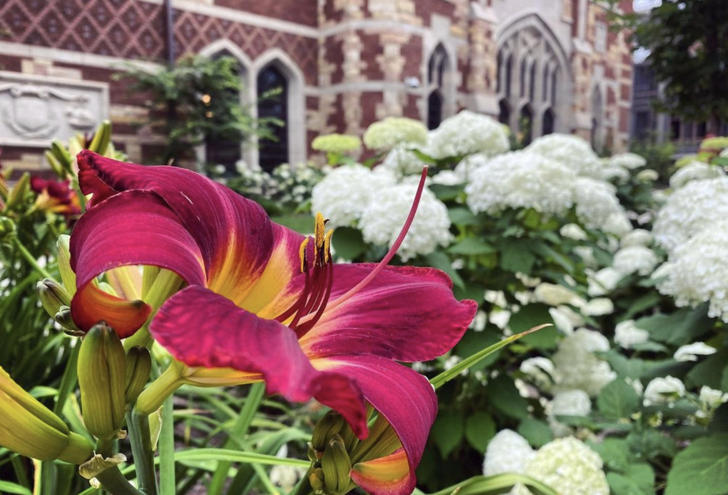 Daylillies (Hemerocallis x Red Volunteer) and Hydrangeas (Hydrangea arborescens ‘Annabelle’)