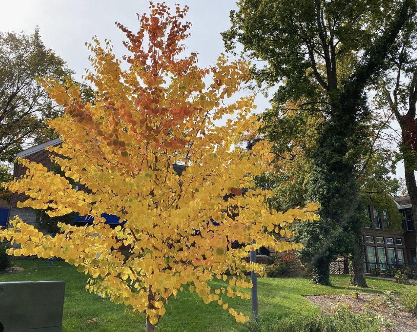 Katsura Tree (cercidiphyllum)
