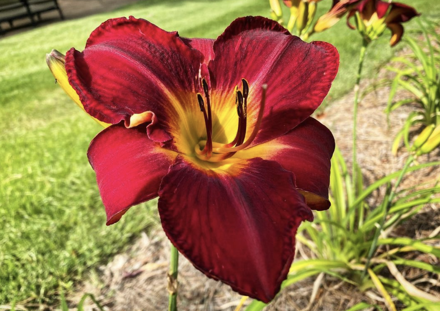 Hemerocallis 'Red Volunteer'