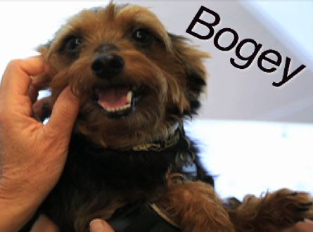 Vanderbilt University