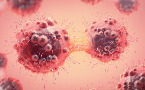 illustration of mitosis in shades of red/pink