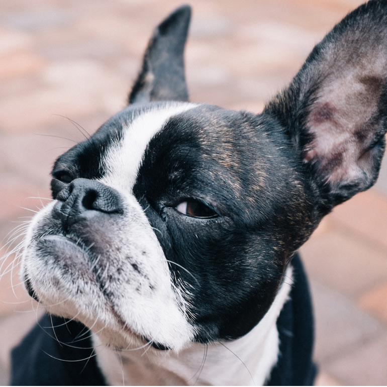 how secondhand smoke is bad for pets