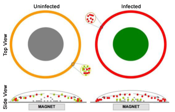 Coffee ring diagnostic graphic