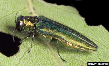 emerald ash borer adult emerald ash borer adult