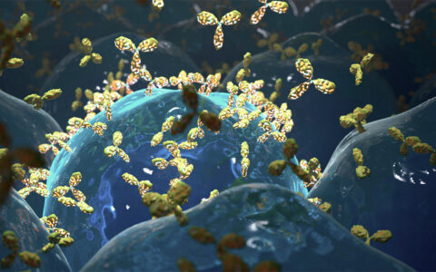 Illustration of B cells