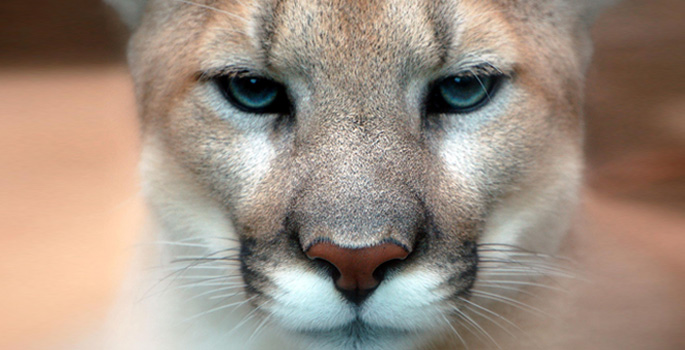 Cougar face
