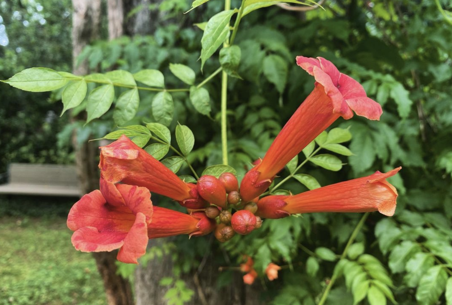 Trumpet vine (campsis radicans)