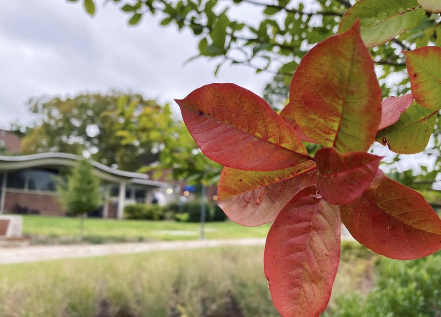 Black gum (nyssa sylvatica)