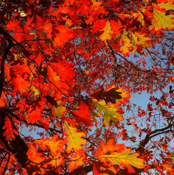 Vanderbilt University
