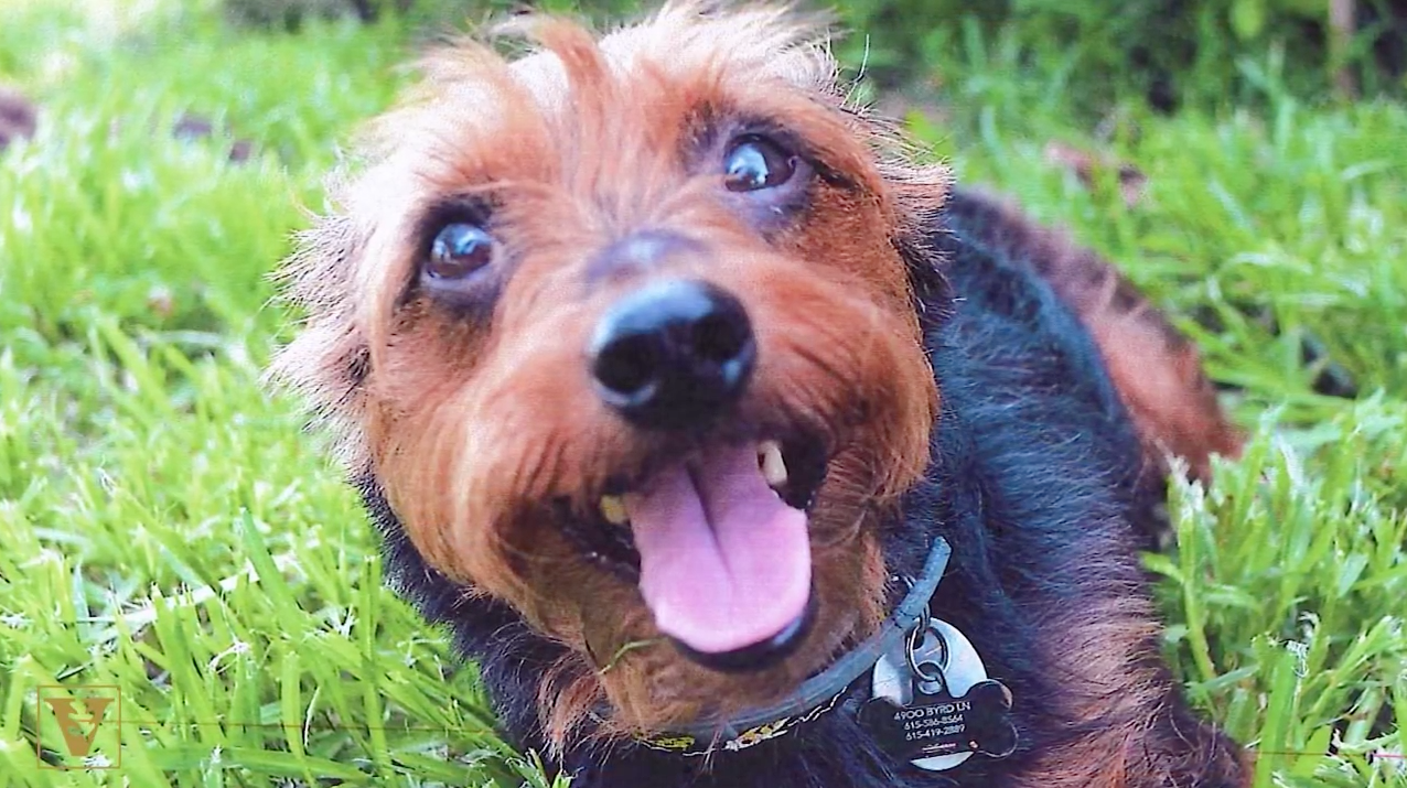 Vanderbilt University