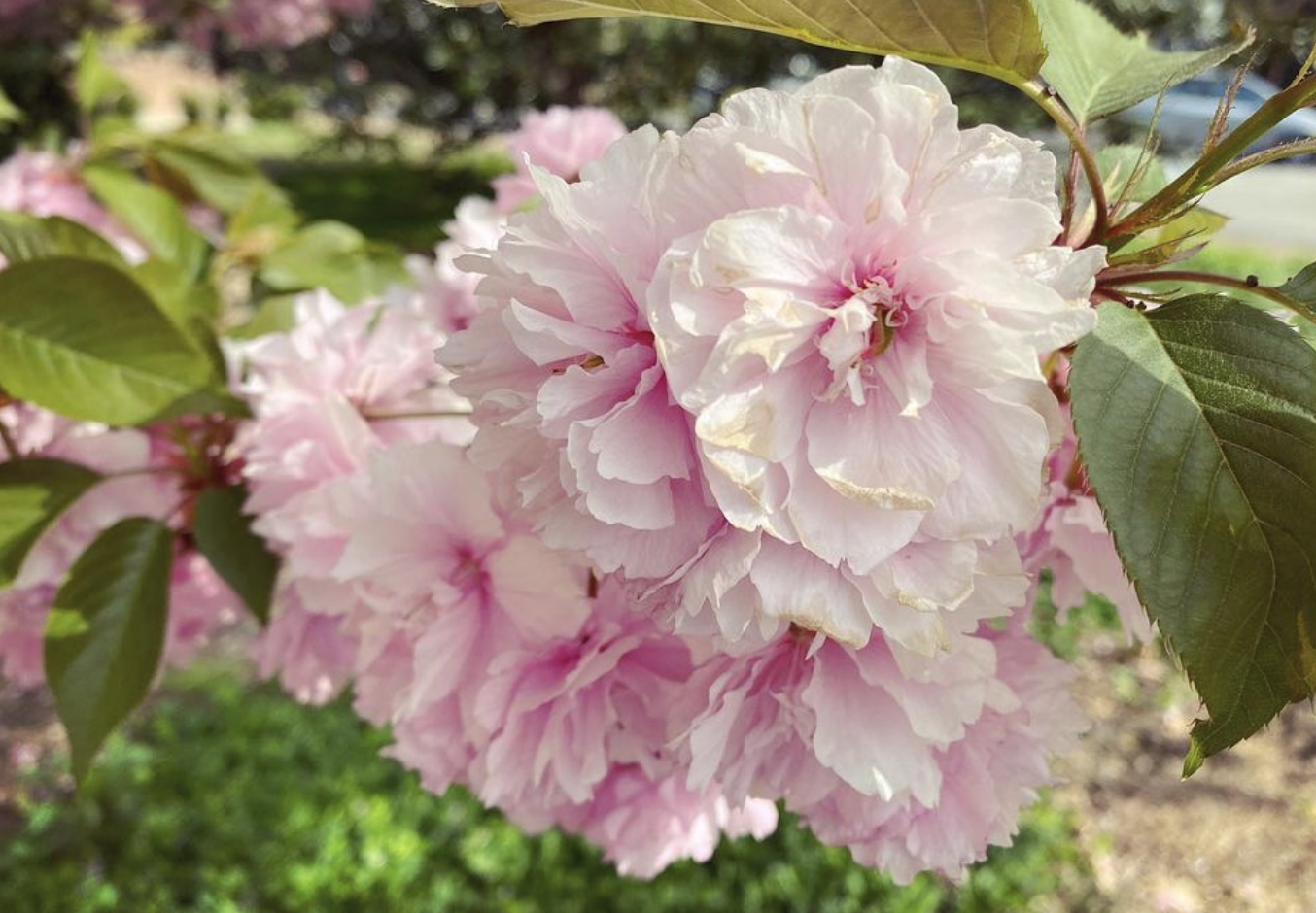 Kwanzan Cherry Tree (Prunus serrulata ‘Kanza)