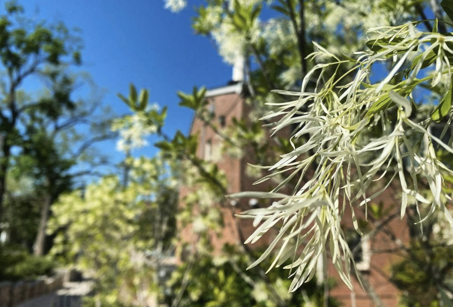 Fringe Tree (chionanthus virginicus)
