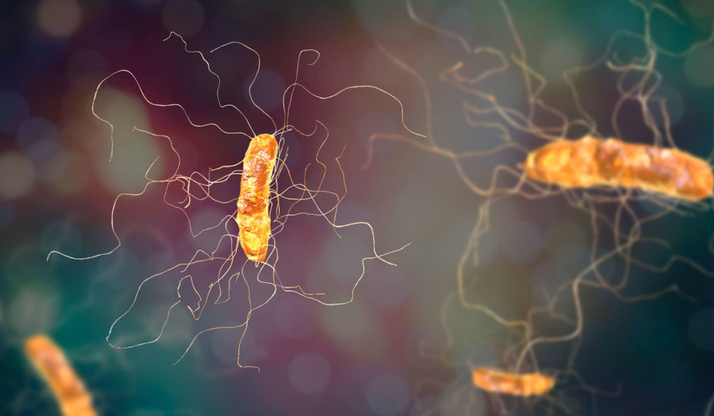 Microscopic viewpoint of fecal transplant for c diff.