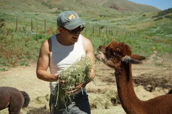 Aaron Feng feeding alpacas in Denver (Submitted photo)