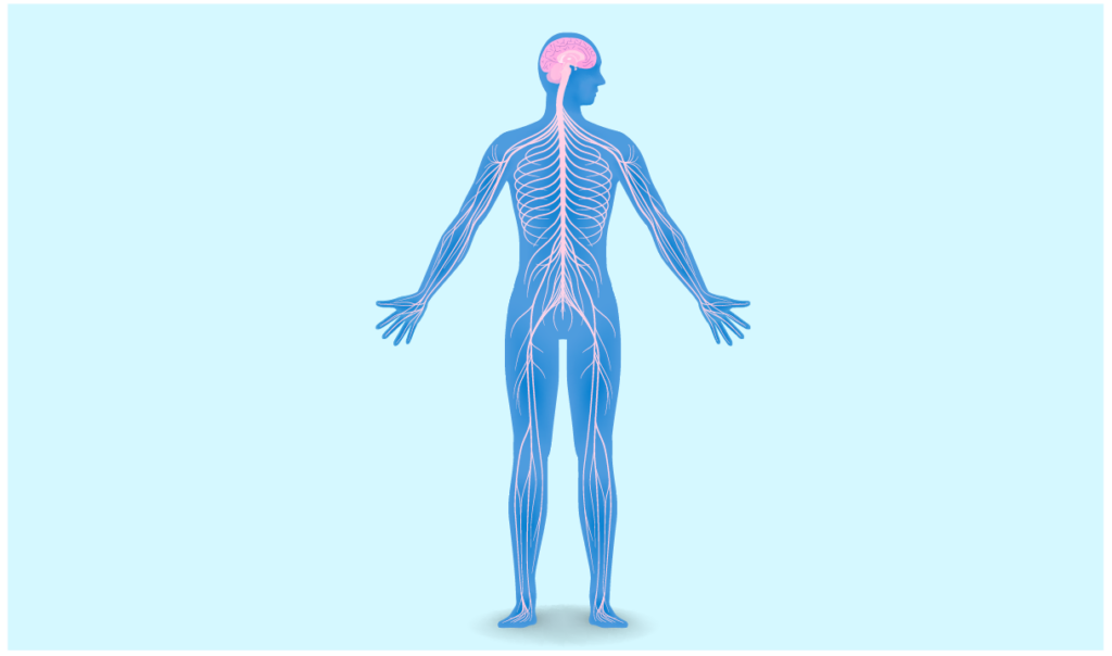 Picture of nerves in the body