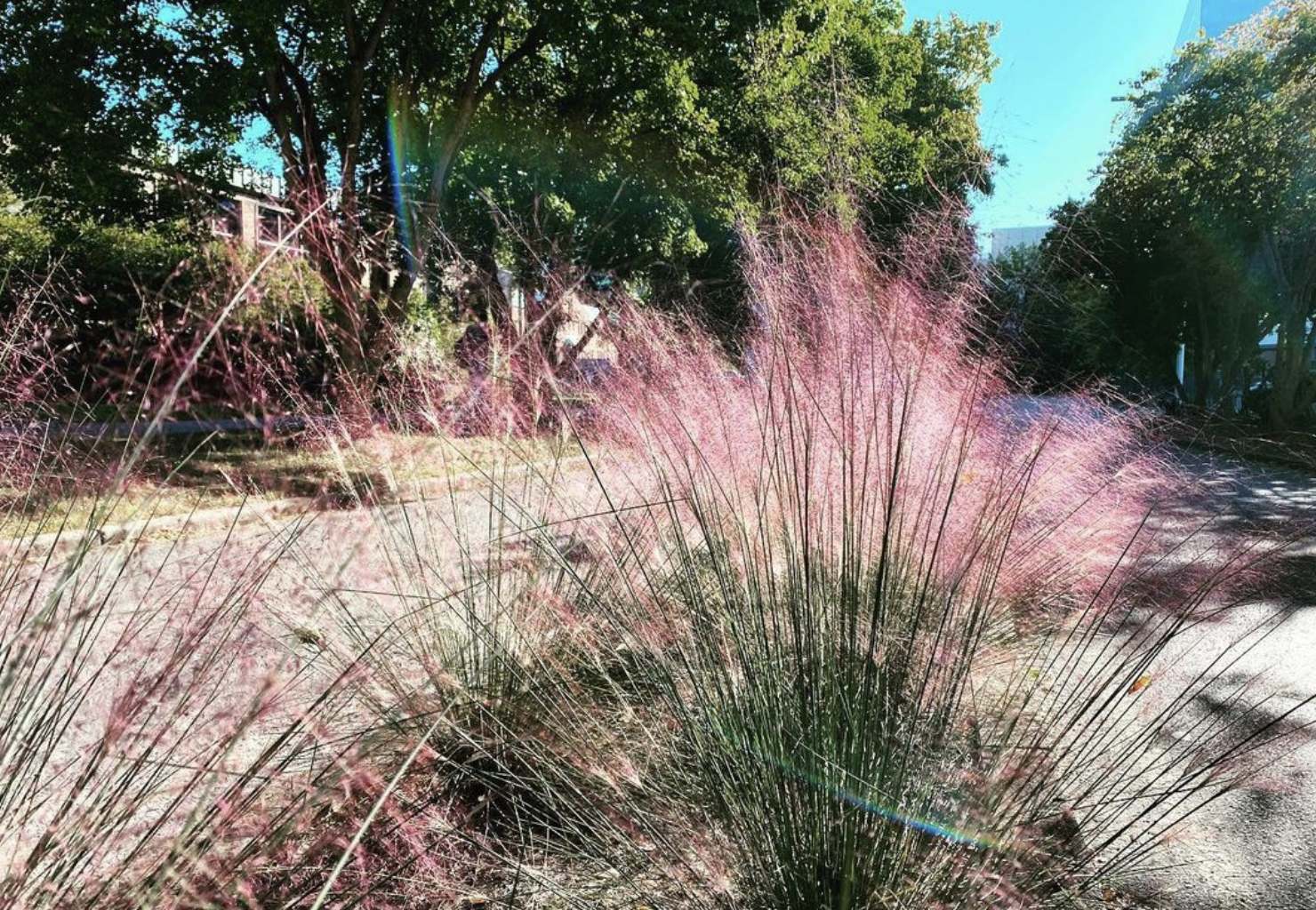 Muhly Grass (muhlenbergia capillaris)