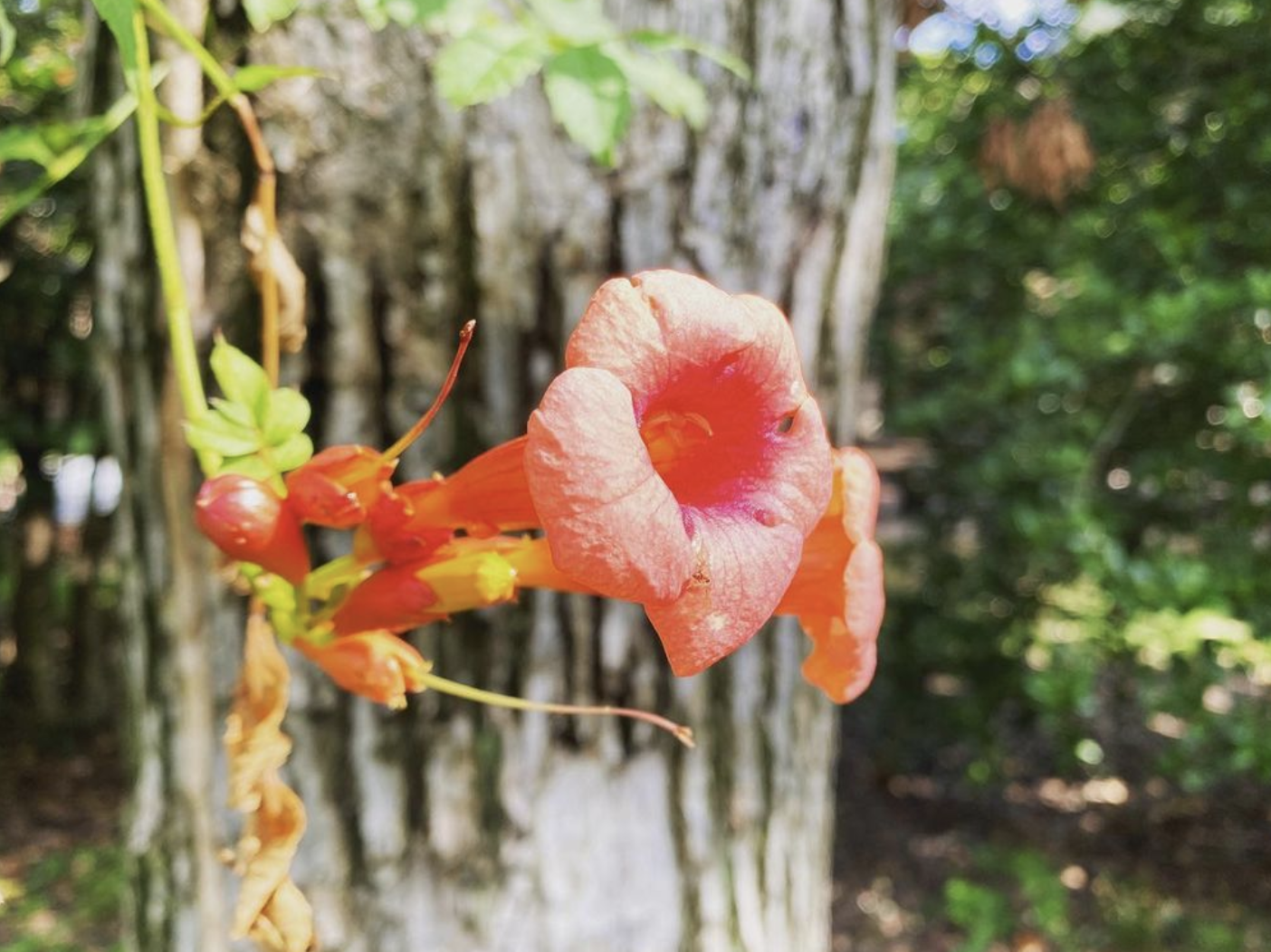 Trumpet Vine (campsis radicans)