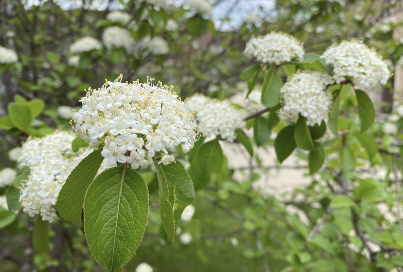 Blackhaw (prunifolium)